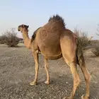 ناقه حمراء ملاقي