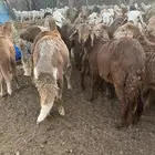 سواكن حمر جذعان