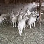 بهم للبيع