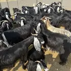 معزا عوارض وحبش
