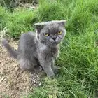 سكوتش فولد للتبني في جده