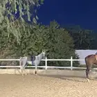 حصان شعبي