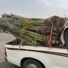 نخيل لبيع
