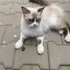 قطة للتبني
