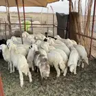 رخال صنف للبيع