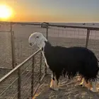 فحل نجدي رباع مشروط