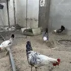 ديكه للبيع