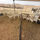 معزا بيض