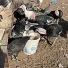 رومي للبيع