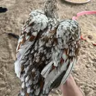 سندي بيور صافي ( فروخ )