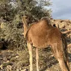 ناقه حمراء من العوادي