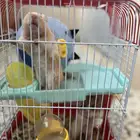 هامسترات للبيع