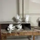 حمام رقاص هندي
