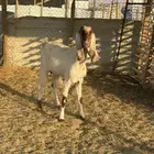 عنز مشروكه مصريه عارضيه تم البيع