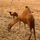 القنفذه   شرق القوز
