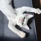 قط للتبني