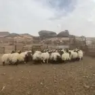 خرفان جميع الاحجام متوفره