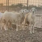 ثنتين رخال جذعات