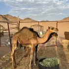 حشو