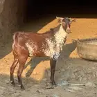 تيس فحل اوشح