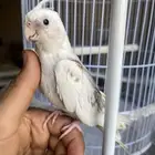 كروان اليف مع جميع ملحقاته