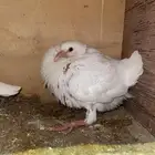فراخة حمام فرنسي