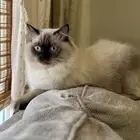 للبيع 700 ريال قط هملايا ذكر معقم