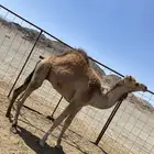 قعود لبني
