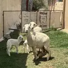 ضان ولد للبيع