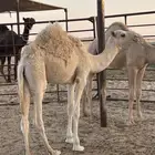 قعدان طيبه سوم 5600