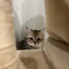قطة سكوتش ستريت بسعر مجزي