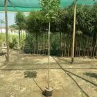أكاسيا جلوكا باقل الاسعار