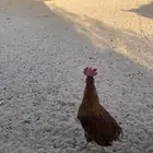يك بلدي