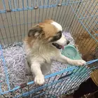 كلب بايبون معاه قفص متعود يروح حمام