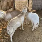ذبائح رفيدي