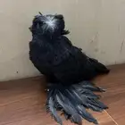 طير بخارى للبيع