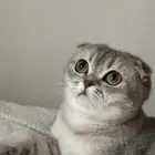 سكوتش انثى