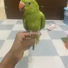 للبيع دره اليفه شرط ماتعرف العض هدد