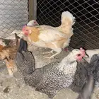 دجاج بلدي بياض وحضان شرط