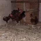 ديوك بلدي ومهجن باكستاني