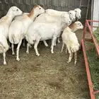 ضان رفيدي