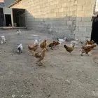 فرو دجاج براهما دم صافي
