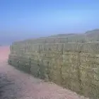 برسيم