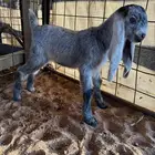 داغور شق 4 كفو