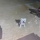 كلب للبيع