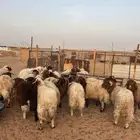 خرفان نعيم