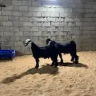 ذبايح تيوس عوارض ناهي(تم البيع )