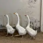 وز بلغاري سوبر