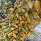 تمر نخل برني فاخر العدد حول 900 العلا