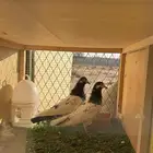 حمام باكستاني مستوى طيب